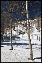 Aspen trees in winter. Rocky Mountain National Park, Colorado, USA.