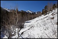 Glacier Basin in winter. Rocky Mountain National Park, Colorado, USA. (color)