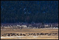 Elk Herd. Rocky Mountain National Park, Colorado, USA.