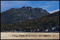 Elk Herd and  Gianttrack Mountain, late winter. Rocky Mountain National Park, Colorado, USA.
