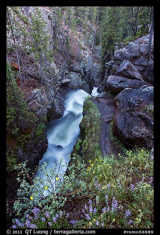 Wildflowers and creek below Adams Falls. Rocky Mountain National Park (color)