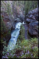 Wildflowers and creek below Adams Falls. Rocky Mountain National Park, Colorado, USA. (color)