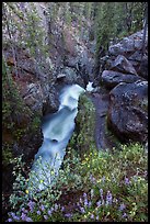 Wildflowers and creek below Adams Falls. Rocky Mountain National Park ( color)