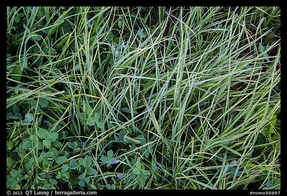 Close-up of grasses with dew. Rocky Mountain National Park (color)