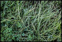 Close-up of grasses with dew. Rocky Mountain National Park ( color)