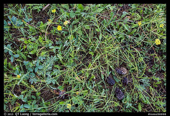 Close-up of grasses, wildflowers, fallen pine cones. Rocky Mountain National Park, Colorado, USA.