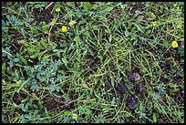 Close-up of grasses, wildflowers, fallen pine cones. Rocky Mountain National Park ( color)