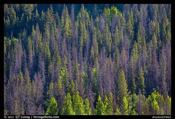 Slope with dark evergreen trees and light aspen trees. Rocky Mountain National Park, Colorado, USA.