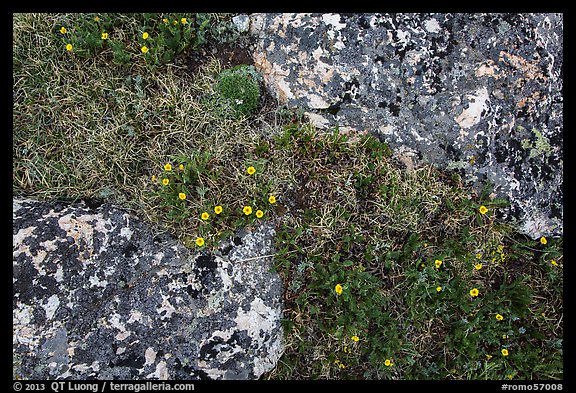 Alpine flowers and lichen-covered rocks. Rocky Mountain National Park, Colorado, USA.