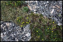 Alpine flowers and lichen-covered rocks. Rocky Mountain National Park, Colorado, USA. (color)