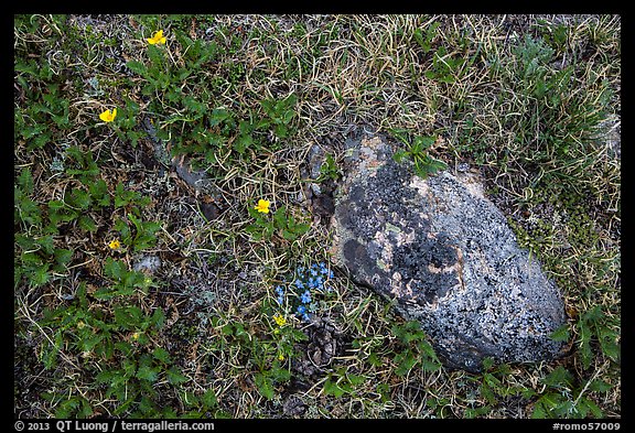 Alpine flowers and rock. Rocky Mountain National Park, Colorado, USA.