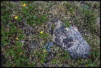 Alpine flowers and rock. Rocky Mountain National Park ( color)