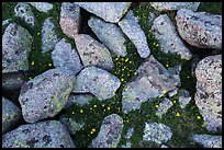 Granite rocks and yellow alpine wildflowers. Rocky Mountain National Park ( color)