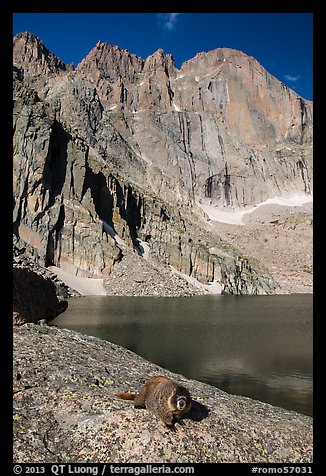 Marmot on shore of Chasm Lake below Longs peak. Rocky Mountain National Park, Colorado, USA.