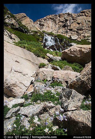 Columbine and cascades. Rocky Mountain National Park, Colorado, USA.