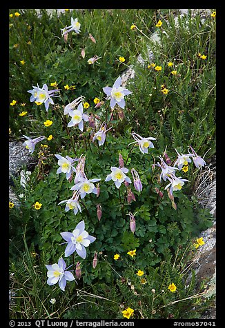 Close-up of Columbine. Rocky Mountain National Park (color)