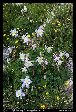 Close-up of Columbine. Rocky Mountain National Park, Colorado, USA.