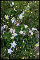 Close-up of Columbine. Rocky Mountain National Park ( color)