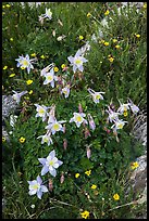 Close-up of Columbine. Rocky Mountain National Park, Colorado, USA. (color)