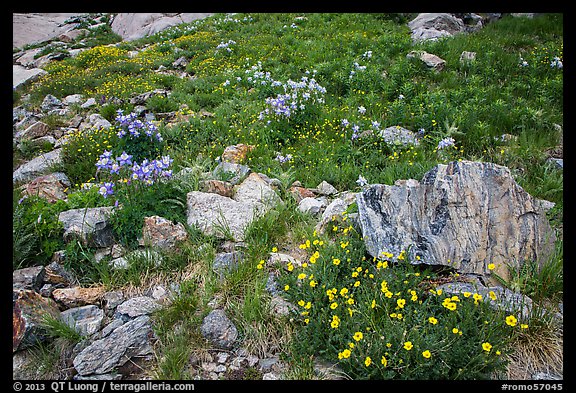 Wildflowers and boulders. Rocky Mountain National Park, Colorado, USA.