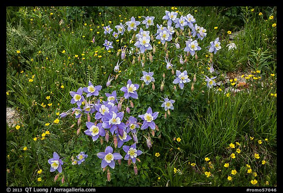 Columbine flowers. Rocky Mountain National Park, Colorado, USA.