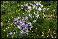 Columbine flowers. Rocky Mountain National Park, Colorado, USA. (color)