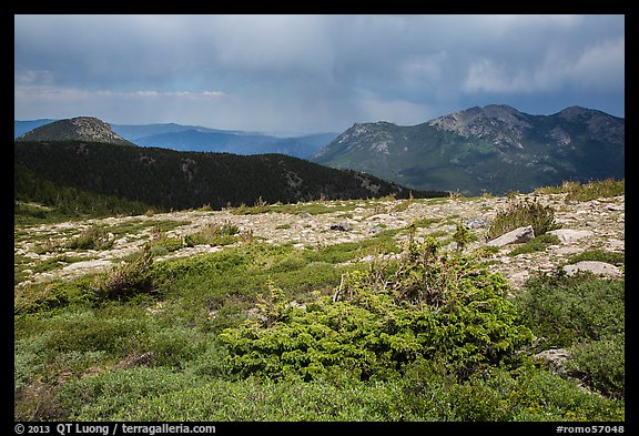 Bands of krummholz. Rocky Mountain National Park, Colorado, USA.