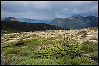 Bands of krummholz. Rocky Mountain National Park ( color)
