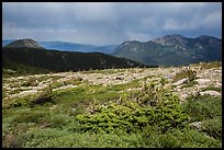 Bands of krummholz. Rocky Mountain National Park, Colorado, USA. (color)