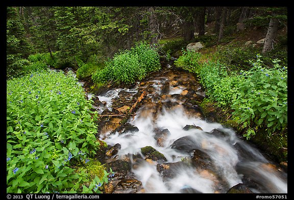 Stream cascading in forest. Rocky Mountain National Park (color)