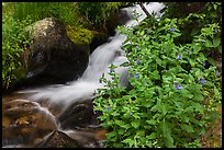 Wildflowers and cascading stream. Rocky Mountain National Park, Colorado, USA. (color)