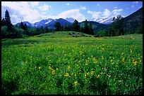 Wildflowers in meadow. Rocky Mountain National Park, Colorado, USA.