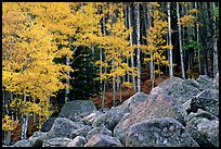 Boulders and yellow aspens. Rocky Mountain National Park, Colorado, USA.