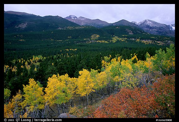 Scrub and yellow aspens in Glacier basin, fall. Rocky Mountain National Park (color)