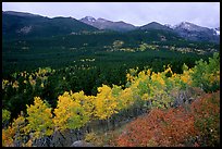 Scrub and yellow aspens in Glacier basin, fall. Rocky Mountain National Park, Colorado, USA.