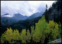 Aspens and Glacier basin mountains. Rocky Mountain National Park, Colorado, USA.