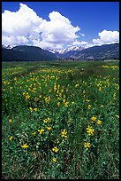 Meadow with wildflower carpet near Horseshoe Park. Rocky Mountain National Park, Colorado, USA.