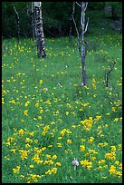 Wildflowers and trees in forest. Rocky Mountain National Park, Colorado, USA.