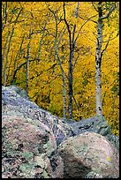 Boulder field and yellow aspens. Rocky Mountain National Park, Colorado, USA. (color)