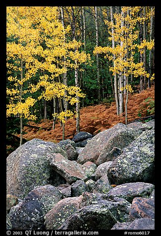 Boulders and forest with yellow aspens. Rocky Mountain National Park (color)