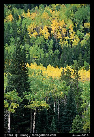 Aspens in various shades of fall colors. Rocky Mountain National Park, Colorado, USA.