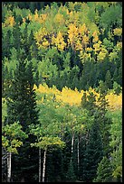 Aspens in various shades of fall colors. Rocky Mountain National Park, Colorado, USA. (color)