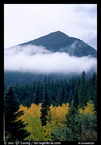 Trees, Fog, and Peak, Glacier Basin. Rocky Mountain National Park, Colorado, USA.