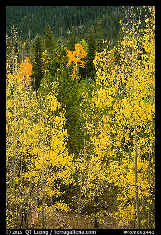 Golden Aspen leaves, Wild Basin. Rocky Mountain National Park (color)