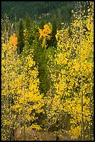 Golden Aspen leaves, Wild Basin. Rocky Mountain National Park, Colorado, USA.