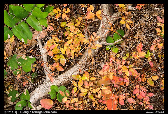 Close-up of ground with leaves in autumn. Rocky Mountain National Park (color)