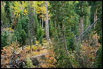 Forest in autumn, Wild Basin. Rocky Mountain National Park, Colorado, USA.