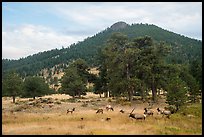 Elk herd and hill in autumn. Rocky Mountain National Park ( color)