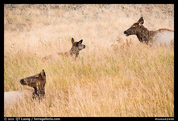 Elk cows in autum grasses. Rocky Mountain National Park (color)