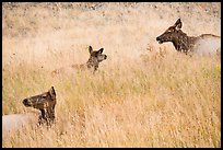 Elk cows in autum grasses. Rocky Mountain National Park ( color)